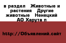  в раздел : Животные и растения » Другие животные . Ненецкий АО,Харута п.